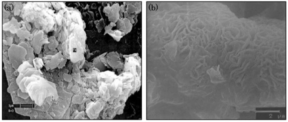 struttura-argille-microscopio